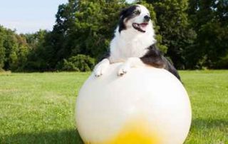 dog training