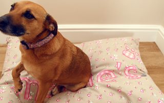 maisies blog