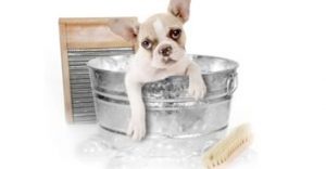 dog grooming redditch