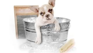 dog grooming redditch