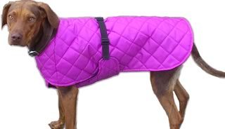 dog coats
