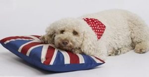 dog bandanas