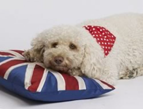 Dog Bandanas | A Fun Way to Make a Statement