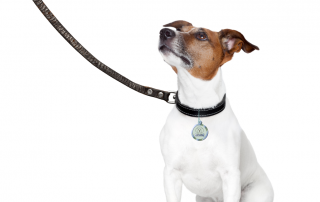 dog on lead