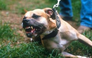 dangerous dog