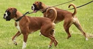 dog training redditch