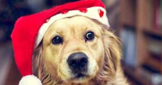 christmas dog