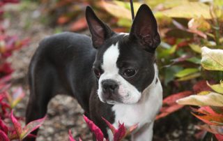 boston terrier