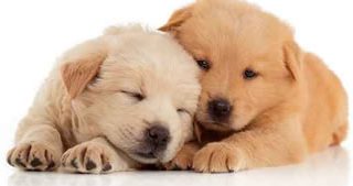 puppy dog training redditch
