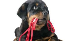 puppy training redditch