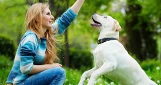 dog training redditch2