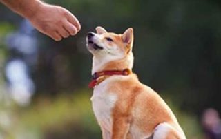 dog training redditch 2