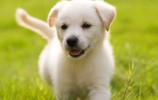 Puppy