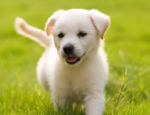 Fundamental Puppy Training Technique
