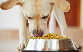 slow your dogs eating