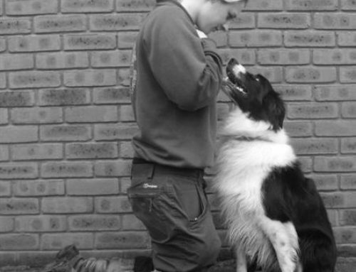 The Complete Dog Training and Agility Centre