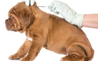 microchipping dog
