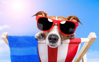 dog days of summer1