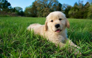 dog puppy training classes birmingham