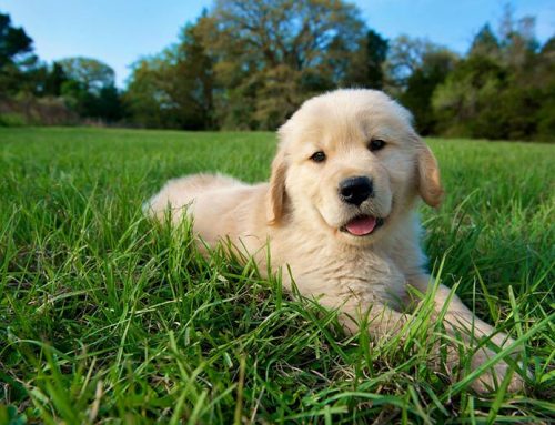 Puppy Training Classes