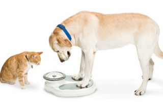 obesity dogs