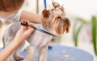 grooming dogs