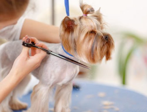 Grooming Dogs with Greasy Fur
