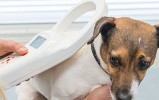 micro chip your dog