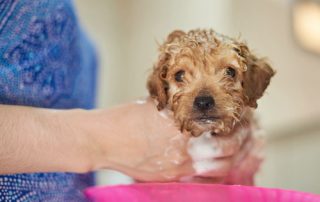 dog puppy grooming