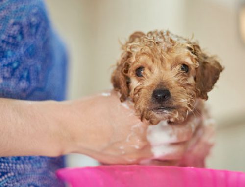 Benefits of Puppy Grooming