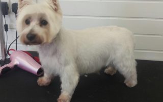 grooming dogs matted