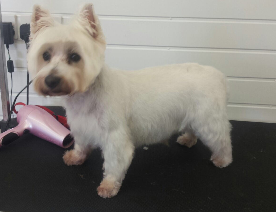 grooming dogs matted Redditch
