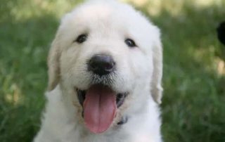 puppy grooming