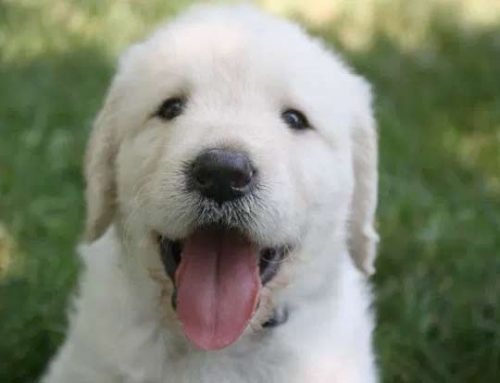 Why puppy grooming is so important
