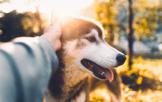 Signs to look out for to see if your dog is stressed | dogs mental health