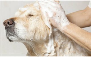 grooming dogs wht greasy hair