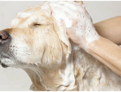 Grooming dogs with greasy hair