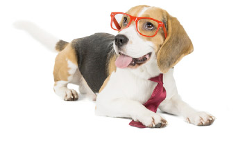 dog training redditch Dog Training Redditch