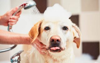 groom my dog dog grooming