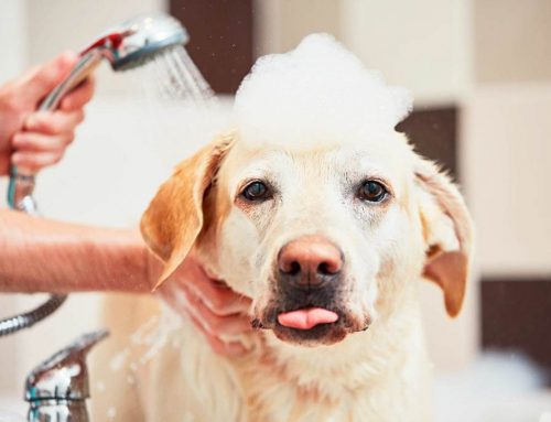How long does will take to groom my dog?