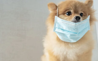 Socialisation in puppies