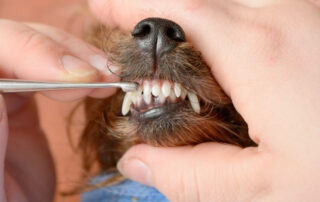 brushing your dogs teeth