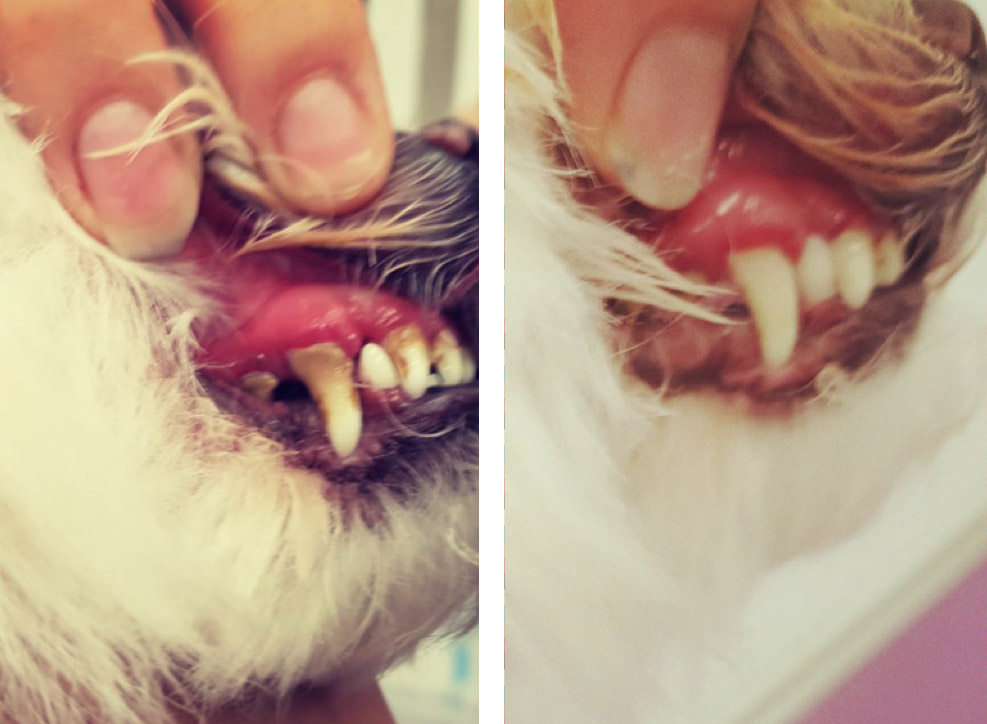 teeth cleaning for dogs teeth cleaning for dogs