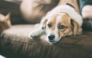 How do I know my dog is stressed